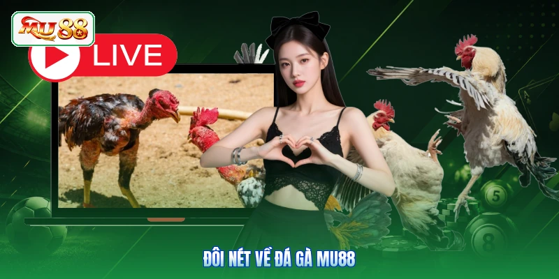 Đôi nét về đá gà MU88