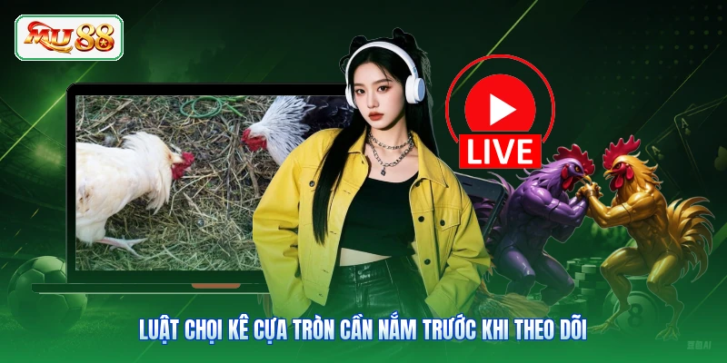 Luật chọi kê cựa tròn cần nắm trước khi theo dõi