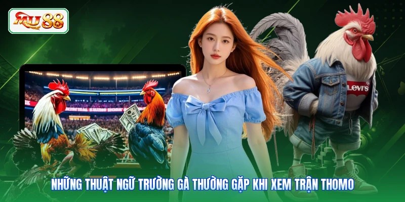 Những thuật ngữ trường gà thường gặp khi xem trận Thomo