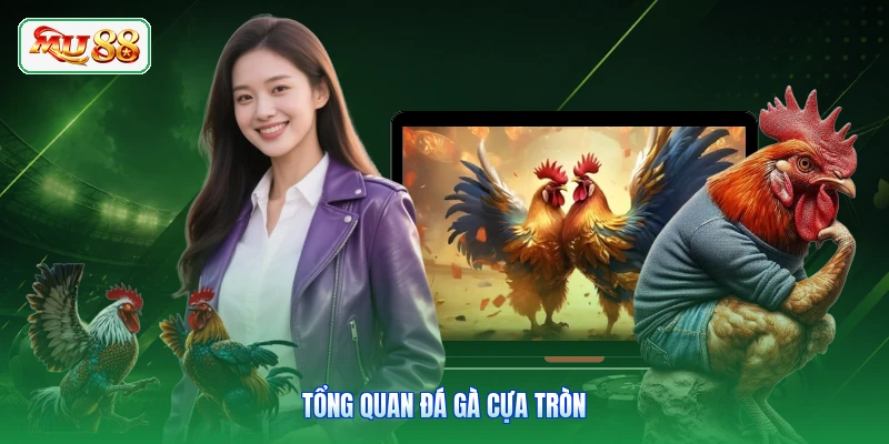 Tổng quan đá gà cựa tròn